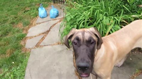 Finn The Great Dane Gets A Bath 20 Youtube