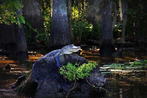 Alligator Gator Louisiana - Free photo on Pixabay - Pixabay