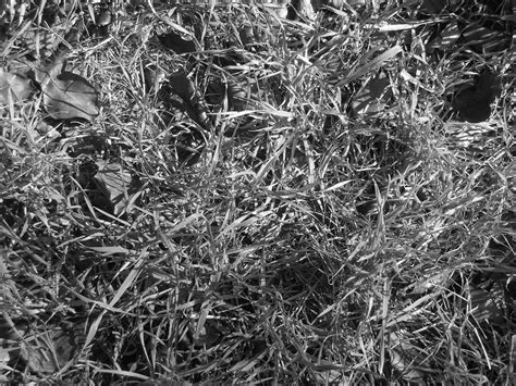 Grass,texture,b&w,black white,grass texture vi - free image from ...