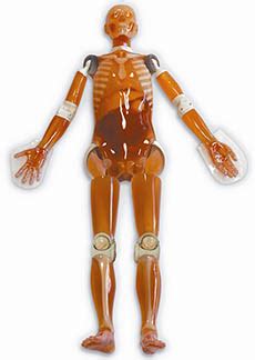 Whole Body Phantom Pbu Full Body For Ct X Ray Radiography