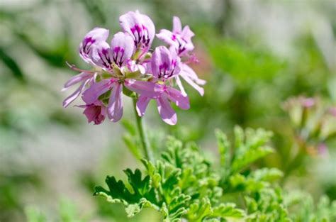 Faire fuir les guêpes au jardin 6 plantes répulsives