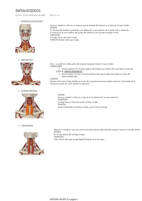 Musculos Infrahioideos 1 ESTERNOCLEIDOHIOIDEO Como Su Nombre Lo