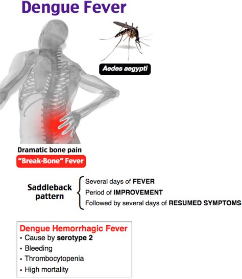 Anatomy And Physiology Of Dengue Fever