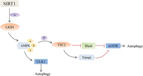 Potential Mechanisms Of SIRT1 AMPK Signaling Pathway SIRT1