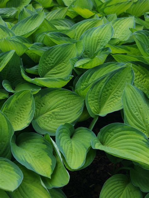 Hosta Hosta Gold Standard The Beth Chatto Gardens