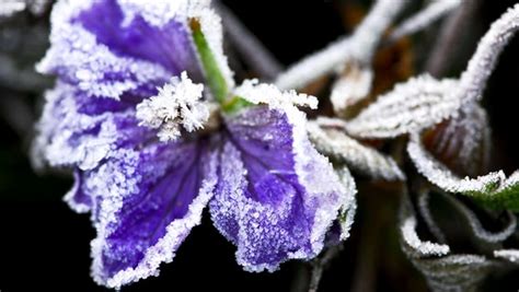 Rosen Im Topf Pflanzen Und Berwintern Ndr De Ratgeber Garten