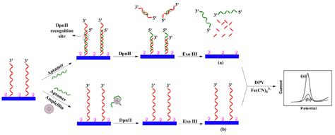 Chemosensors Free Full Text Contribution Of Nanomaterials To The