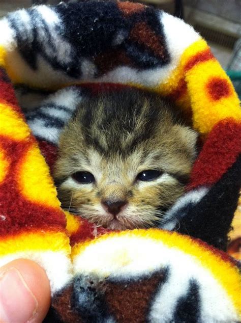 a small kitten is peeking out from inside a colorful animal toy that looks like it's coming out ...