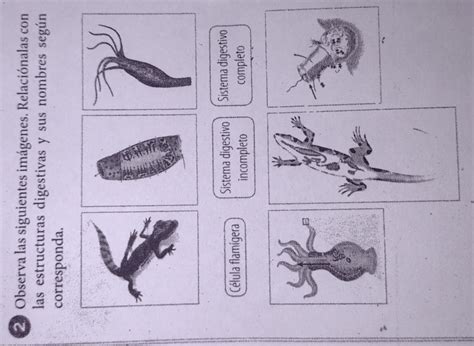 observa las siguientes imágenes Relaciona las estructuras digestivas y