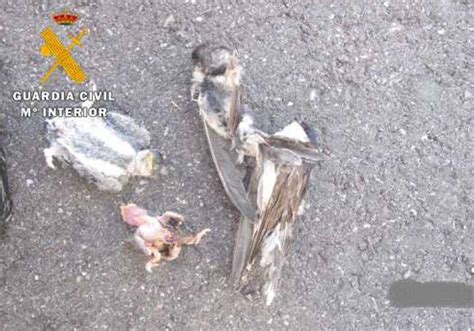 Investigado en Arroyo por la destrucción de nidos y muerte de aves