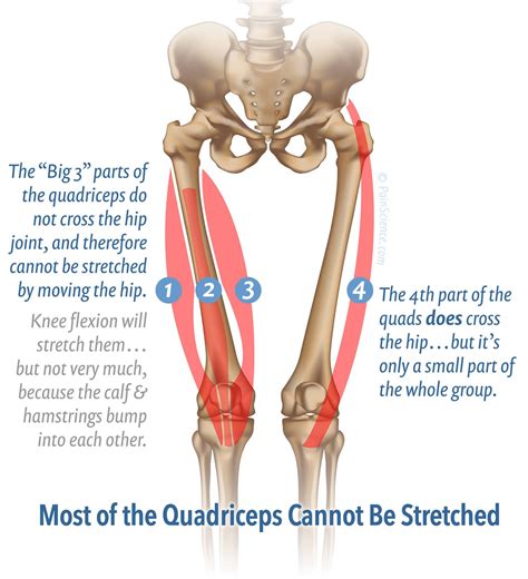 Acupuncture For Quadriceps Tendonitis at Michael Orellana blog