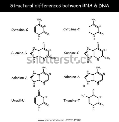 Molecular Structure Dna Rna Infographic Educational Stock Vector