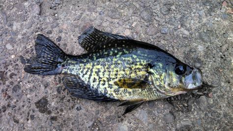 Black Crappie By Milstead1988 On Deviantart