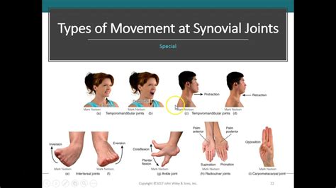 Joints And Their Movements