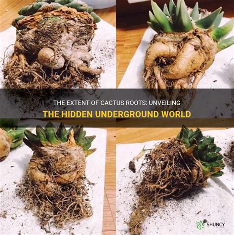 The Extent Of Cactus Roots: Unveiling The Hidden Underground World | ShunCy