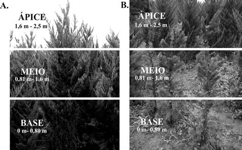 Plantas Matrizes De Juniperus Chinensis Var Kaizuka Identificando As