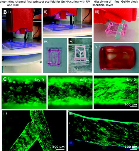 Figure 1 From Advanced Multi Dimensional Cellular Models As Emerging