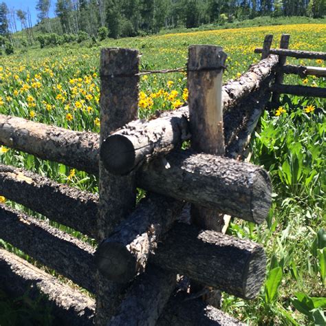 Beautiful Natural Fencing On Some Fences Along Last Dollar Road