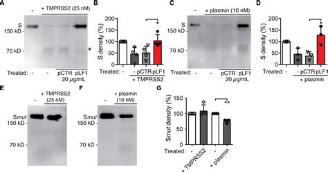 Frontiers Blockade Of Tmprss2 Mediated Priming Of Sars Cov 2 By Lactoferricin