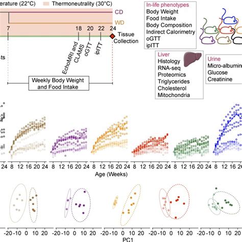 The Mouse Genetic Background Is A Major Determinant Of The