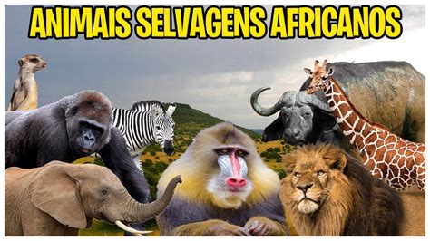 Nomes Dos Animais Selvagens Africanos Conheça O Nome Dos Animais