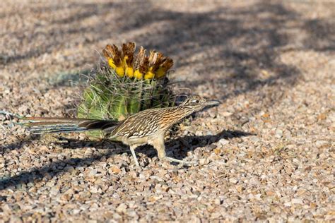 Barrel Cactus Fruit: A Dessert Delicacy | Exotic Gourmand