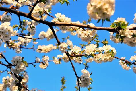 Premium Photo | White cherry blossoms