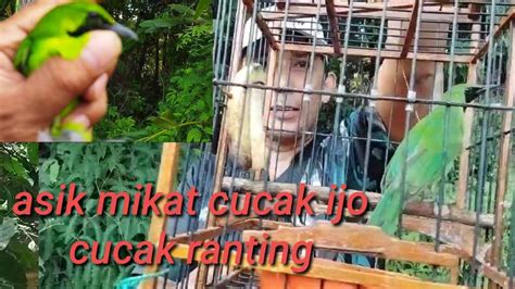 Asik Nya Mikat Cucak Ijo Sama Cucak Ranting Poin Berkali Kali Youtube