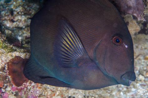 Striped Bristletooth Tang