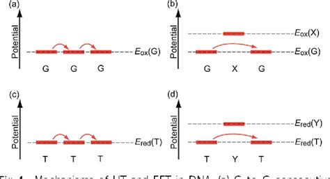 Figure 1 From Charge Transfer Dynamics In DNA Revealed By Time Resolved