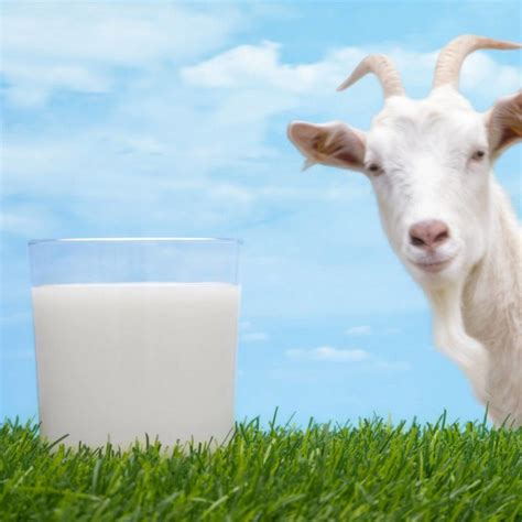 Goat Milk Vs Cow Milk Which One Is The Best Aurora Health