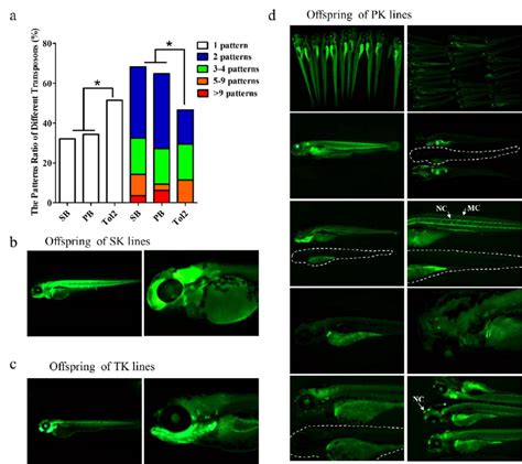 Et Pattern Difference Based On Sb Pb And Tol2 Transposons In