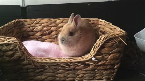 8 Week Old Netherland Dwarf Rabbits Youtube