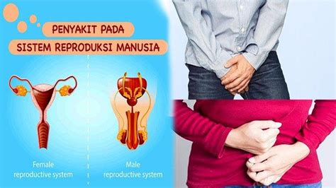 Penyakit Pada Sistem Reproduksi Yang Dapat Mengakibatkan Menurunnya