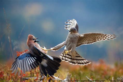 27 Award Winning Wildlife Photographs From Wildlife Photographer ...