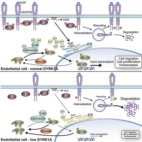 Dyrk1a Kinase Positively Regulates Angiogenic Responses In Endothelial