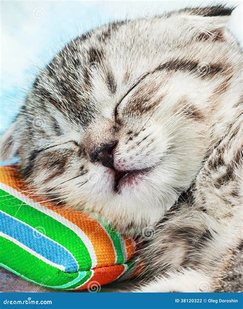 Scottish Fold Kitten Sleeping Stock Photo - Image of adorable ...