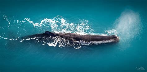 Climate change predicts southerly shift of great whale species in New ...