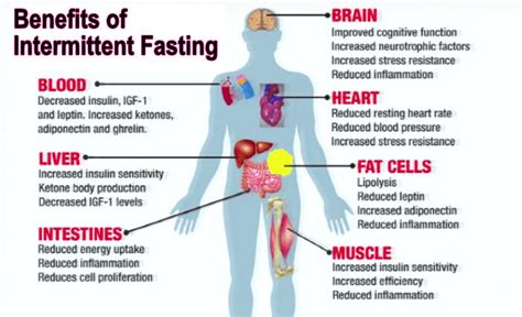 Curious About Intermittent Fasting — Boost Fitness