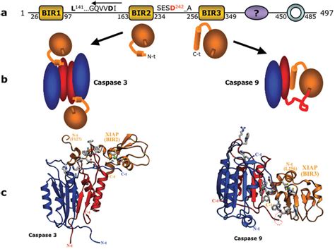 Mechanisms Of Caspase Inhibition By Xiap A Schematic Diagram Of The