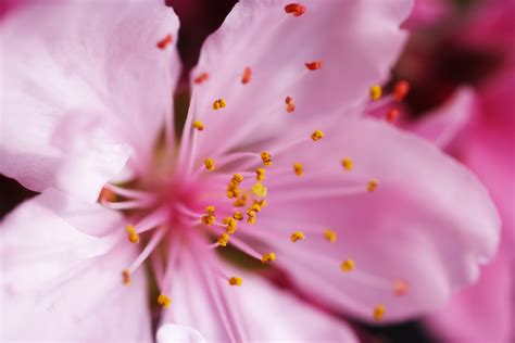 ゆんフリー写真素材集 No 2567 桃の花 [日本 東京]