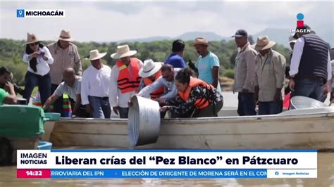 Liberan A Mil Cr As De Pez Blanco En El Lago De P Tzcuaro Noticias