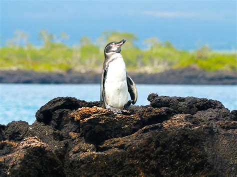 Fascinating Facts About the Galápagos Islands — Daily Passport