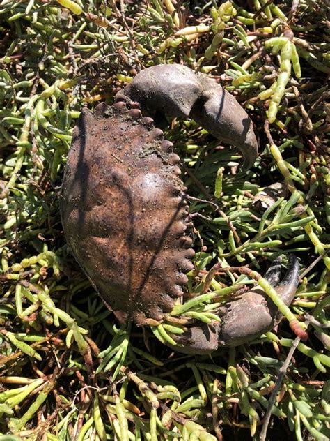 Pacific Rock Crab From Crissy Field Center San Francisco Ca Us On