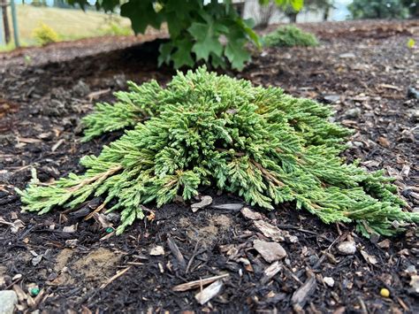 Buy Juniperus horizontalis 'Pancake'Creeping Juniper | Conifer Kingdom