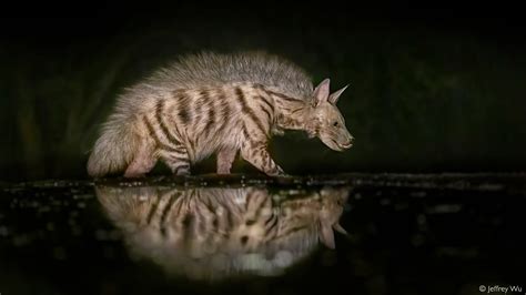 Striped hyena - the forgotten fourth hyena - Africa Geographic