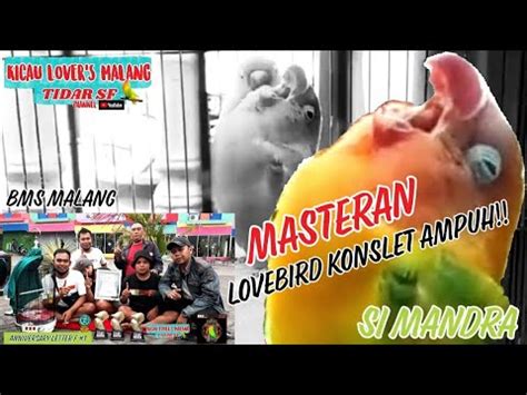 Masteran Lovebird Jantan Konslet Ampuh Si Mandra Lb Suara Minor