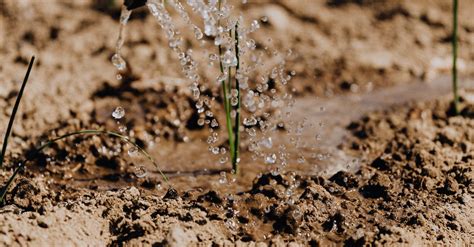 Delicate Growing Plants Being Watered · Free Stock Photo