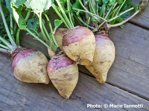 Adivce On How To Grow Rutabaga