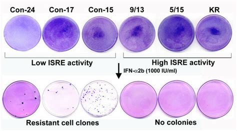 Isolation Of Hcv Replicon Cell Lines Possessing Ifn Resistant